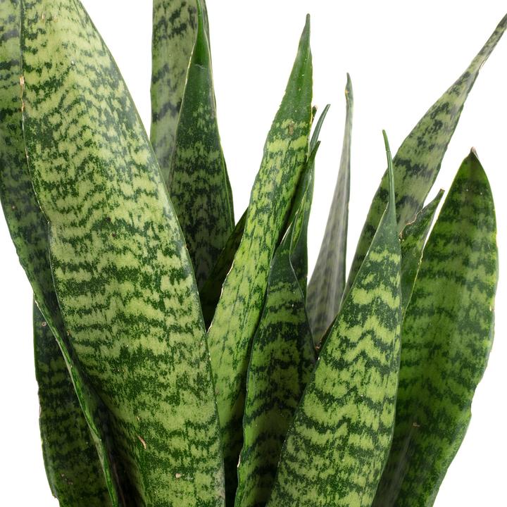 Produktbild Flowerbox Bogenhanf - Sansevieria zeylanica (65 cm)