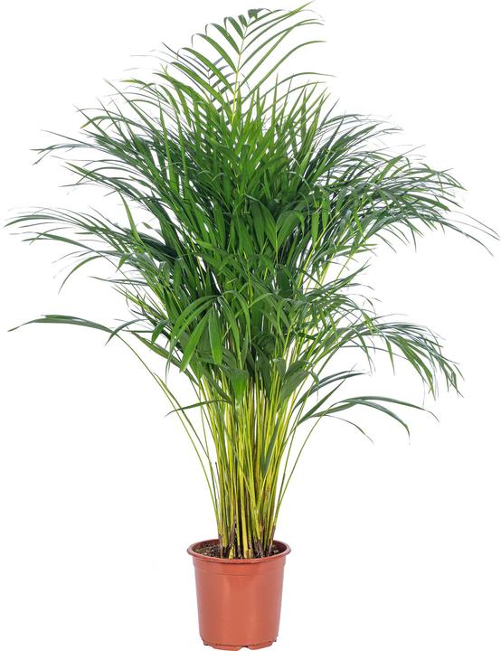 Flowerbox Goldfruchtpalme - Areca Dypsis Lutescens (100 cm)