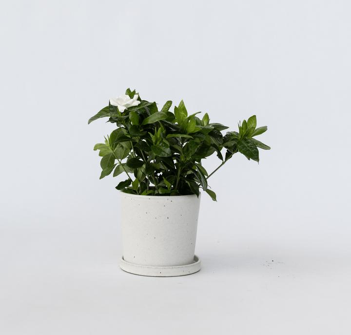 Produktbild Plant in a Box Gardenia Jasminoides - Gartenien (30 cm)