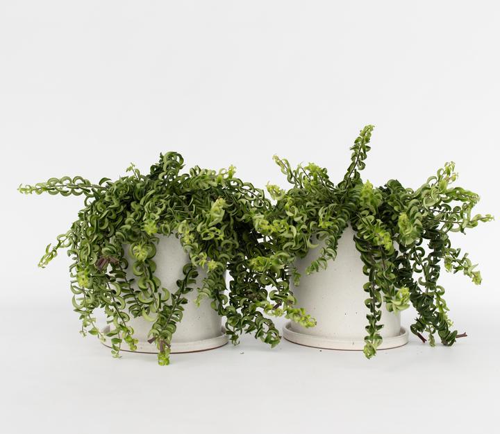 Actual product image Plant in a Box Aeschynantus Twister - Set of 2 Twister Plant (20 cm)