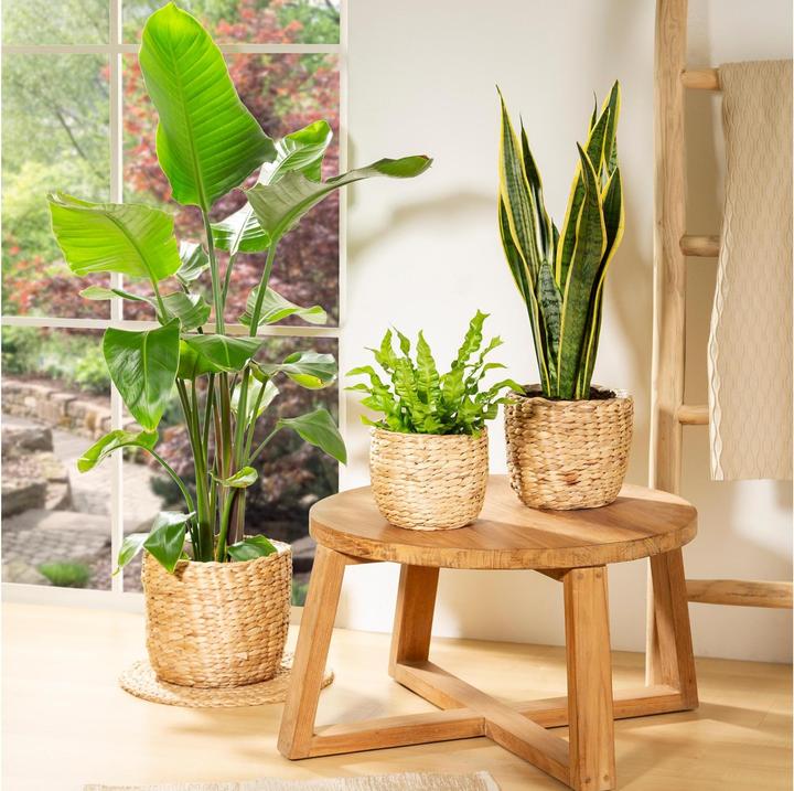 Produktbild Scheurich Water hyacinth 23, Korbgefäss/Korb-Pflanzgefäss/Korbtopf aus Water hyacinth Farbe: Nature, 2 (23 cm)