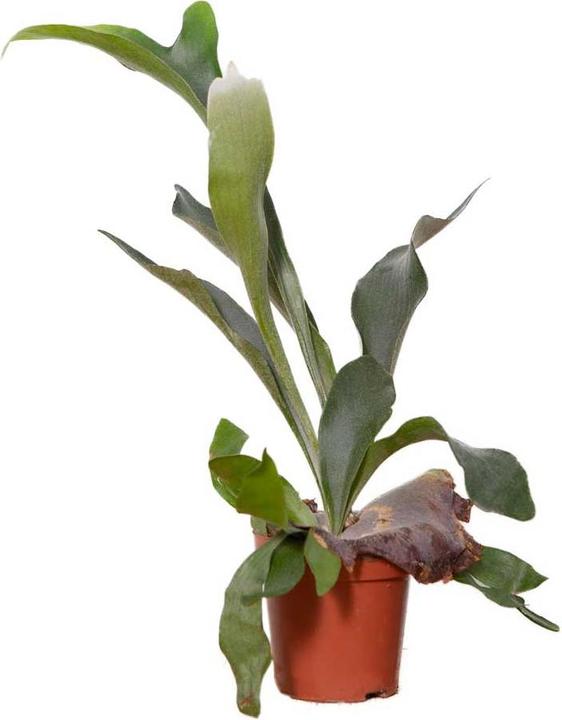 Produktbild VEG and the City Norja (Hirschgeweihfarn Platycerium) (40 cm)