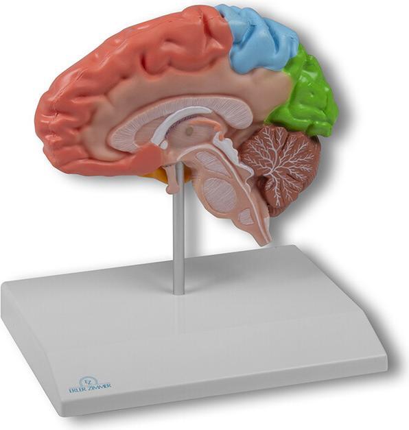 Immagine prodotto Erler Zimmer Cervello, funzionale/regionale, in 5 parti