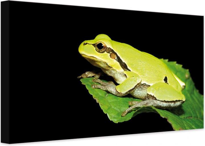 Produktbild Trenddeko Grüner Frosch (45 x 30 cm)