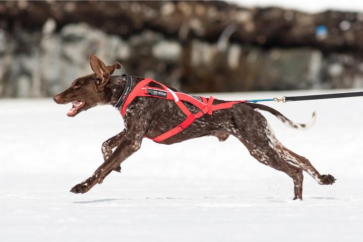 Produktbild Non-Stop Dogwear Combined Harness (36, 37, 38, 39, 40, Hund, Hundesport)