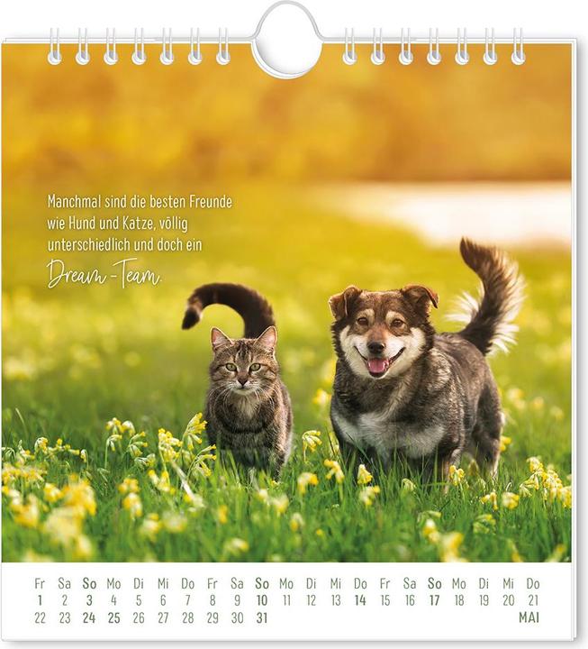 Produktbild Postkartenkalender 2026 Auf leisen Pfot (16 x 17 cm, Harter Einband, Deutsch)