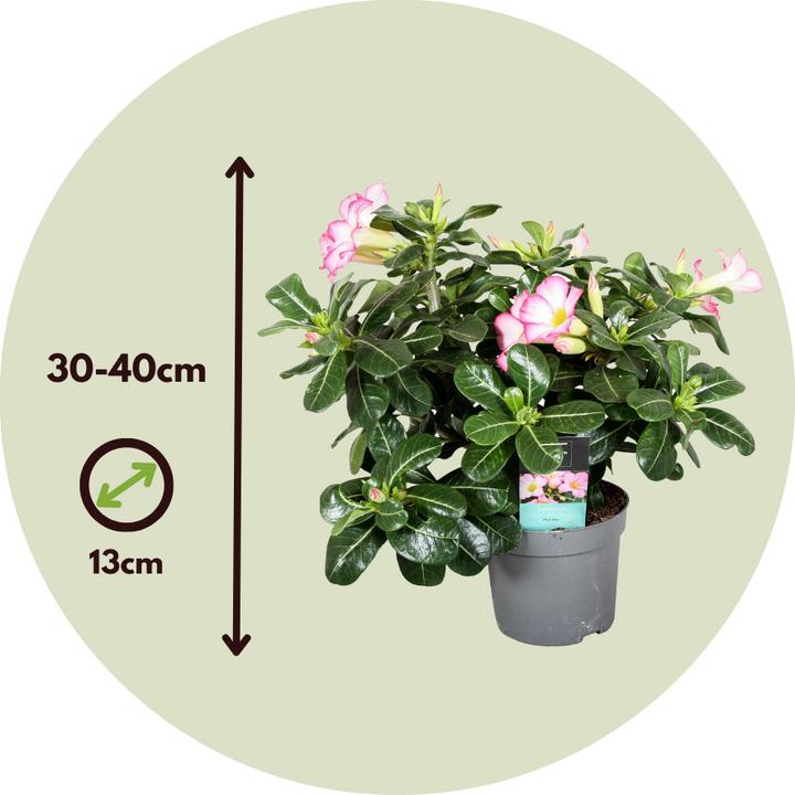 Actual product image Plant in a Box Adenium Obesum 'Pink Star' - Wüstenrose (30 cm)