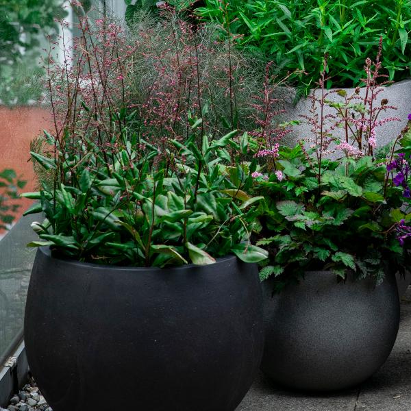 Produktbild Säntispracht Erdginseng, die Blüten- und Fruchtschmuckpflanze -Talinum paniculatum 'Verde' (50 cm)