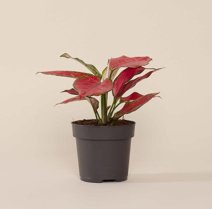 Mary and Plants Cherry Baby (30 cm)