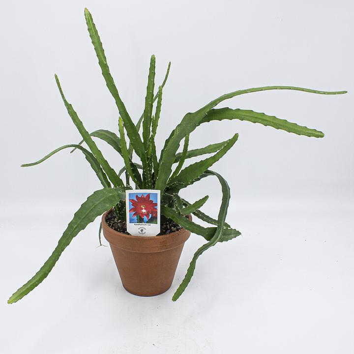 Produktbild Kakteen Gautschi Epiphyllum rote Blüte (50 cm)