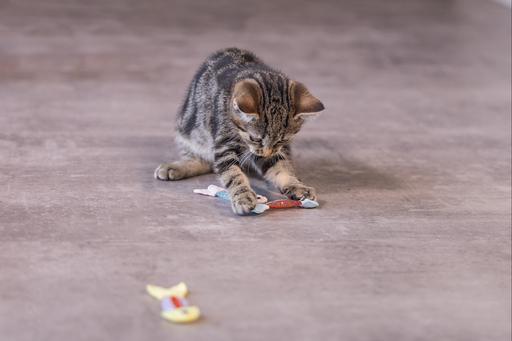 Immagine prodotto Beeztees Gattino che salta il pesce (Catmint giocattolo)