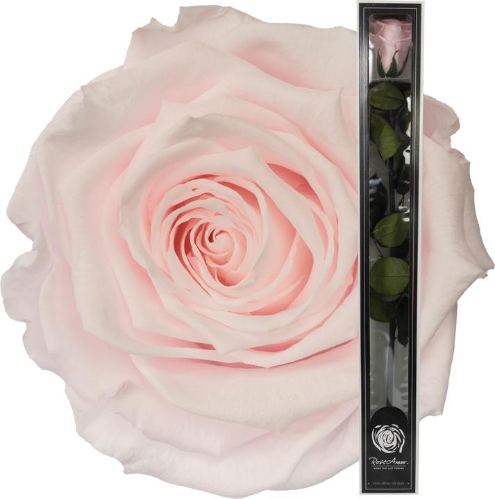 Actual product image Migros Ostschweiz Premium stem rose (stabilised rose) (Infinity Flowers)