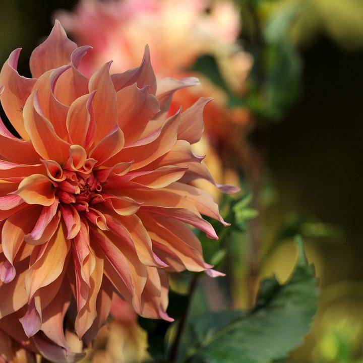 Produktbild Plant in a Box Dahlia Labyrinth, Dahlia Labyrint Twotone - 6er Mischung Dahlien (10 cm)