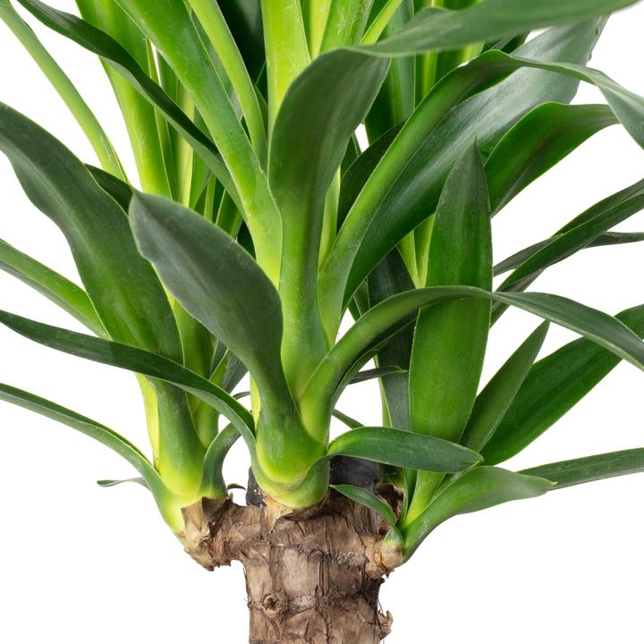 Image du produit Flowerbox Set de 3 cocotiers, dragonniers, yuccas