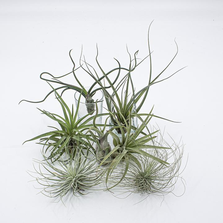 Immagine prodotto Kakteen Gautschi Tillandsia Set 3 (15 cm)