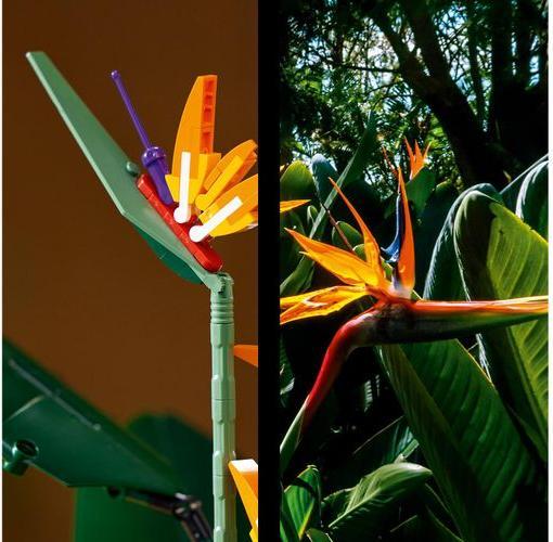 Image du produit LEGO Oiseau de Paradis (10289, LEGO difficiles à trouver)