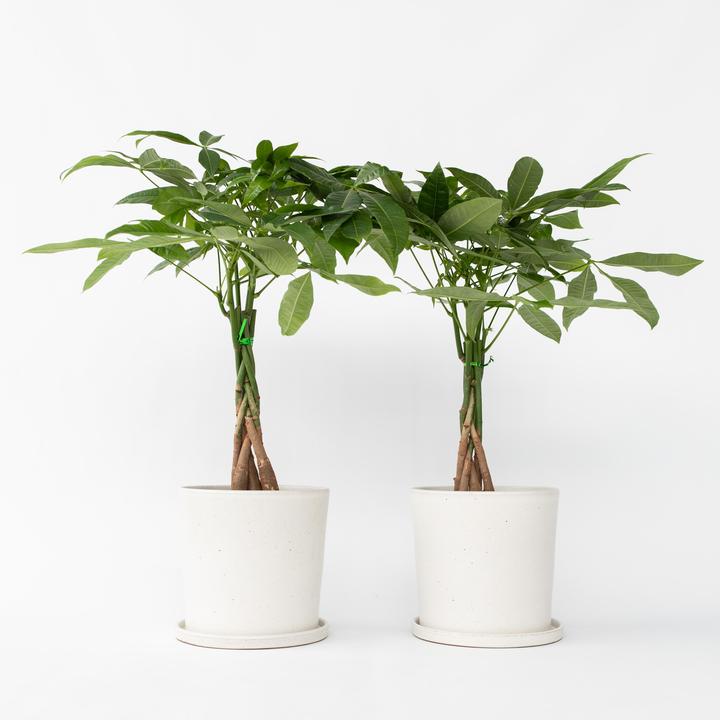 Actual product image Plant in a Box Pachira Aquatica - Set of 2 Money Tree (50 cm)