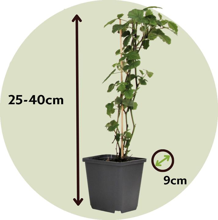 Produktbild Plant in a Box Brugmansia versicolor, sanguinea, suaveolens - 3er Set Engelstrompete (25 cm)