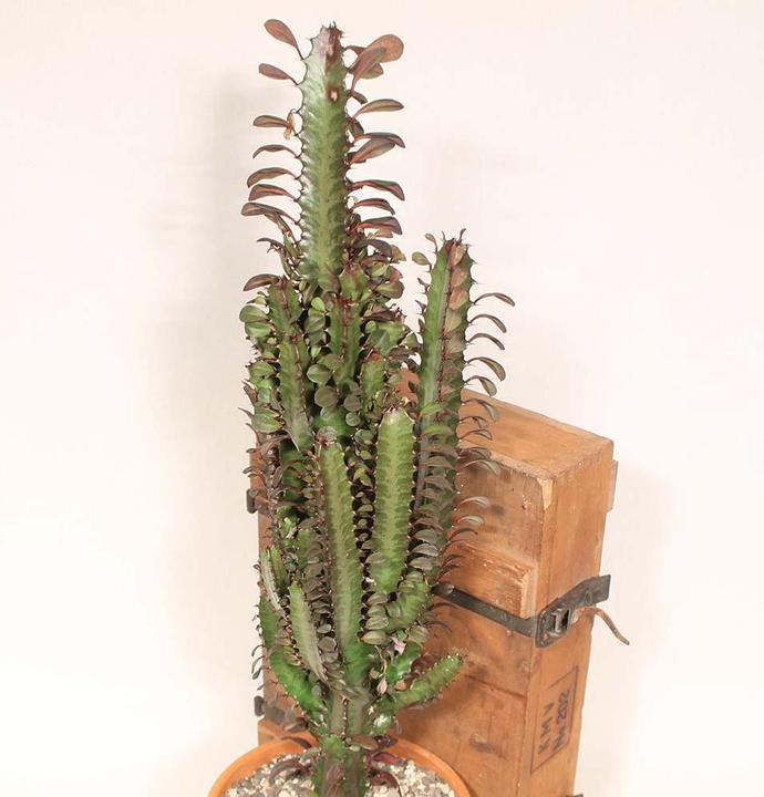 Produktbild Kakteen Gautschi Euphorbia trigona rubra (60 cm)