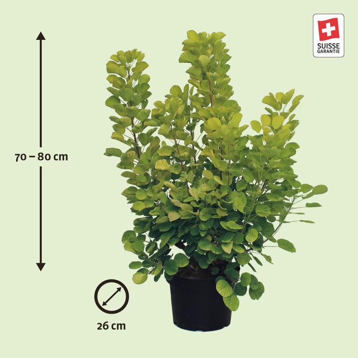 Produktbild Zulauf Perückenstrauch / Cotinus cog. 'Golden Spirit' (80 cm)