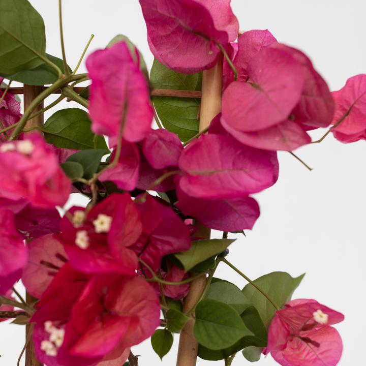 Actual product image Plant in a Box Bougainvillea (50 cm)