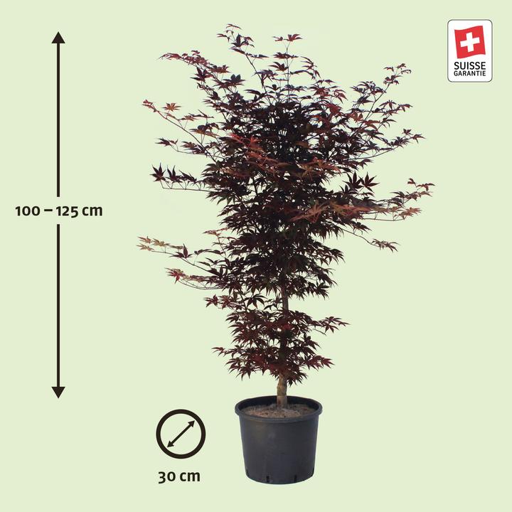 Produktbild Zulauf Japanischer Fächer-Ahorn / Acer palmatum 'Bloodgood' (125 cm)