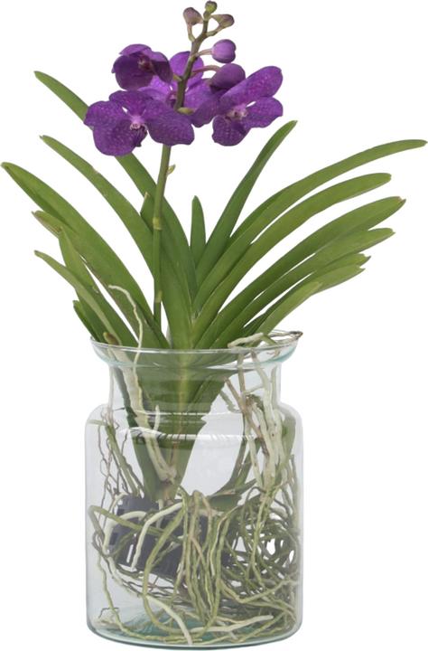 Actual product image Plant in a Box Vanda 'Blue' - Orchid (45 cm)
