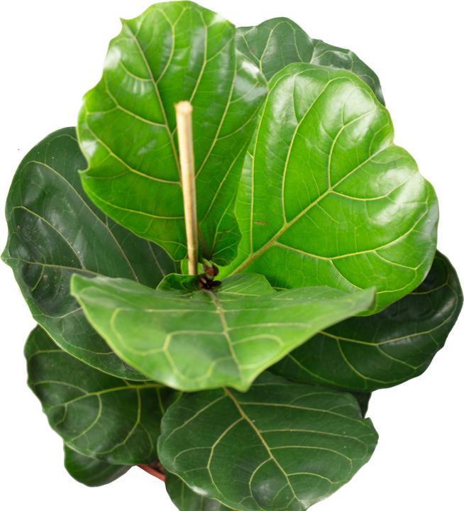 Actual product image Flowerbox Fiddle-leaf fig - height ca. 100 cm, pot-Ø 21 cm - Ficus Lyrata (100 cm)