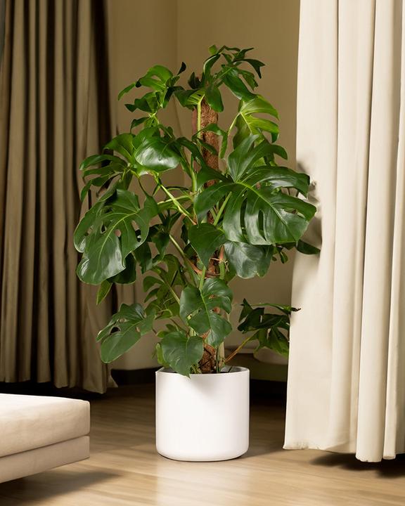 Image du produit feey Monstera XL (125 cm, Fraîchement rempotés)