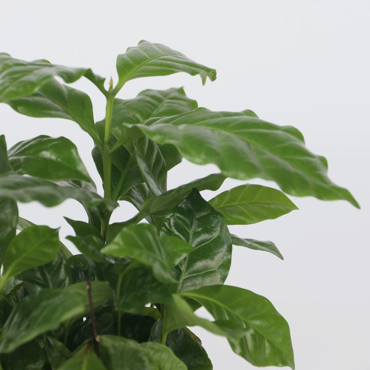 Produktbild Plant in a Box Coffea arabica - 4er Set Kaffeepflanze (25 cm)