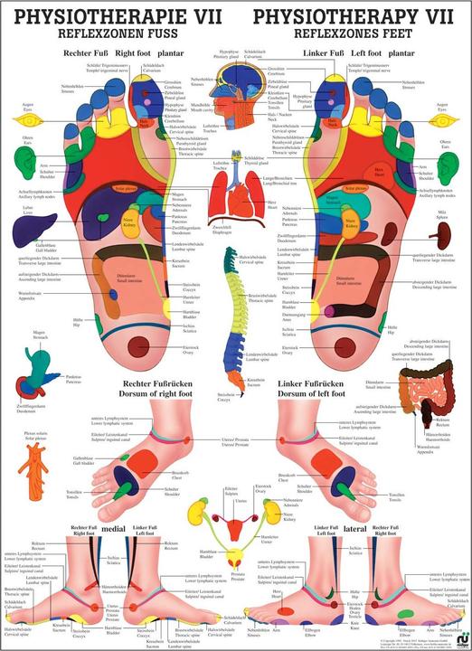Image du produit Rüdiger Planche anatomique de réflexologie du pied (50 x 70 cm)