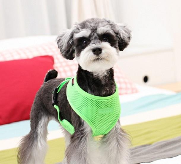 Immagine prodotto Puppia Imbracatura per il petto A (XL, Cane, Passeggiare)