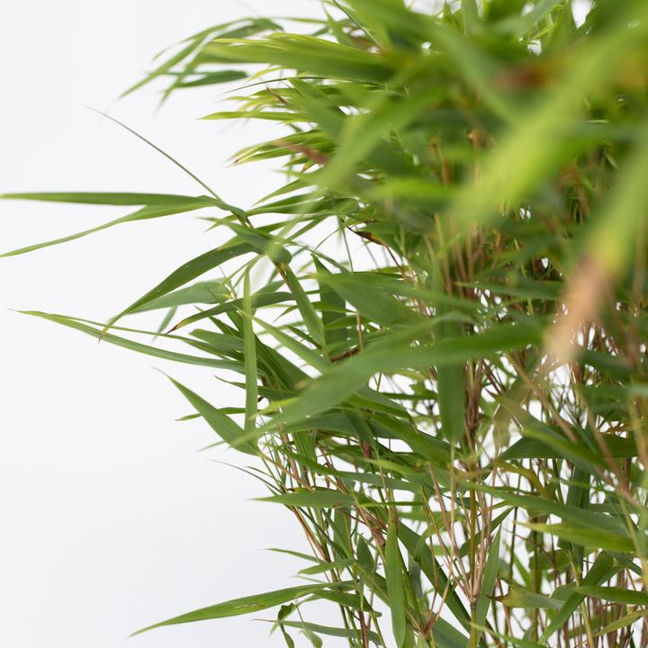 Produktbild Plant in a Box Fargesia nitida 'Gansu' - Gansu-Bambus (50 cm)