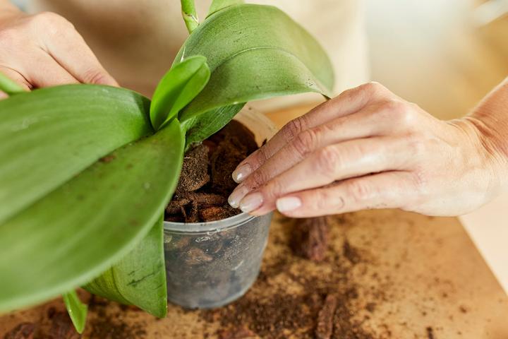 Produktbild Migros-Bio Garden Orchideenerde (3 l)