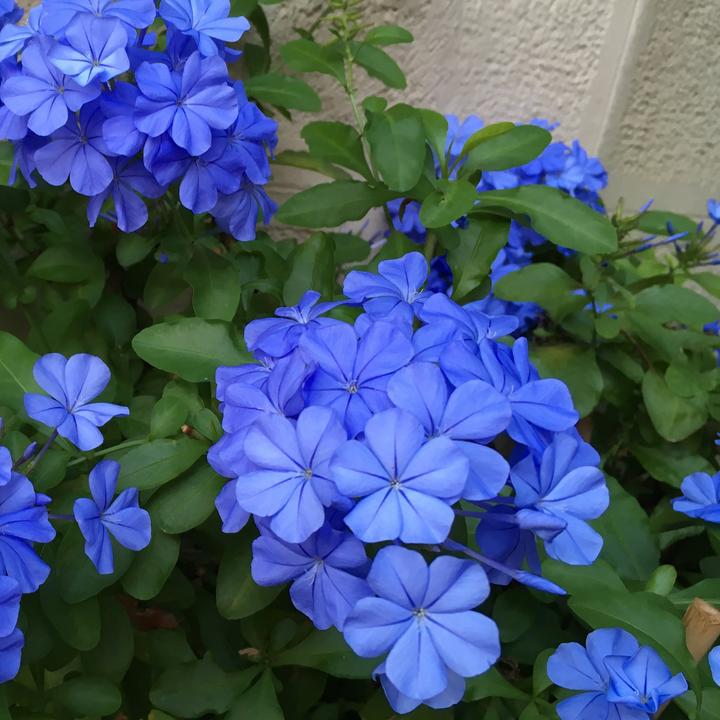 Actual product image Plant in a Box Plumbago auriculata - Set of 3 Male Loyalty (25 cm)