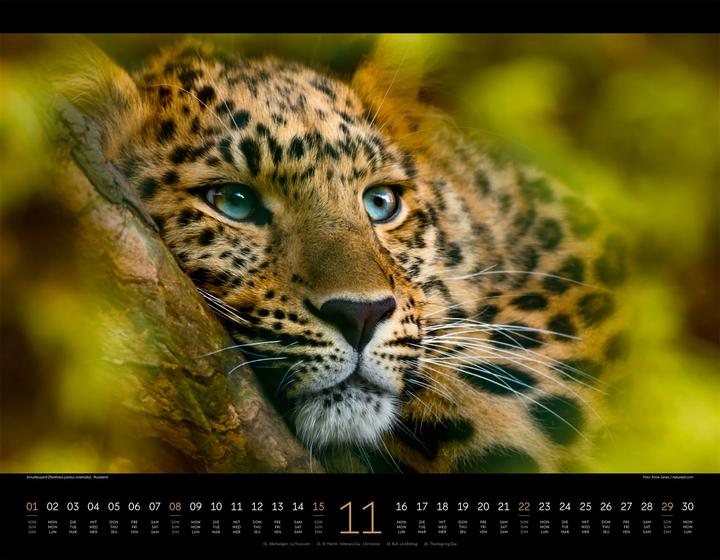 Image du produit Königreich der Katzen Kalender 2026 (54 x 42 cm, Anglais, Français, Allemand)