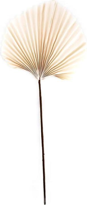 Dijk Feuille de papier (Fleurs séchées)