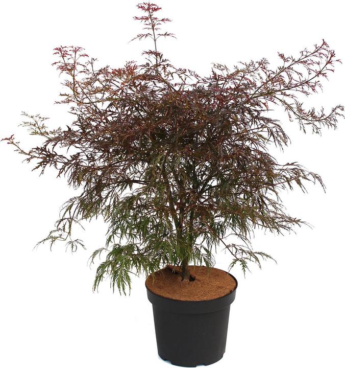 Actual product image Zulauf Japanischer Fächer-Ahorn / Acer palmatum 'Garnet' (60 cm)