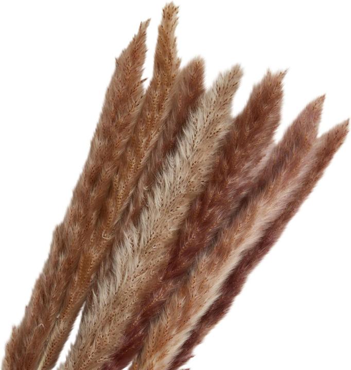 Image du produit micasa Herbe de la pampa (65 cm)