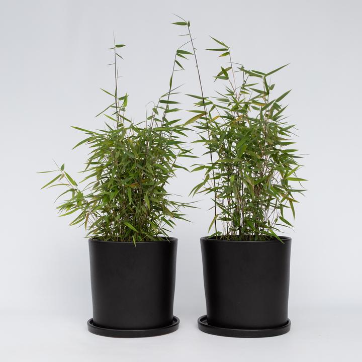 Produktbild Plant in a Box Fargesia nitida 'Red Dragon' - 2er Set Roter Drachenbambus (60 cm)