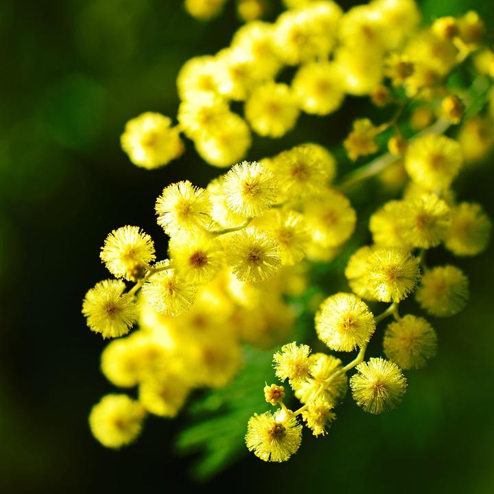 Produktbild Plant in a Box Acacia dealbata Mimosa - Mimosen 3er Set (40 cm)