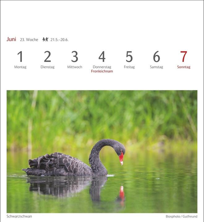 Immagine prodotto Harenberg Heimische Vögel Postkartenkalender 2026 - Wochenkalender mit 53 Postkarten (Tedesco)