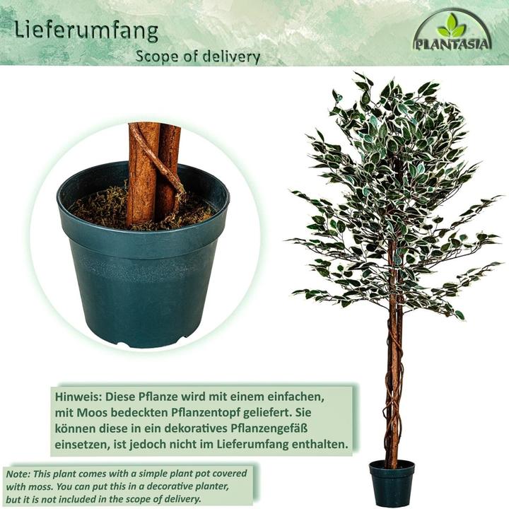 Image du produit Plantasia Ficus Benjamini (160 cm)