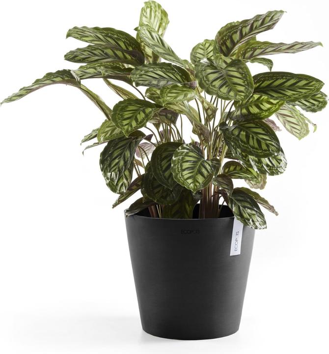 Produktbild Ecopots Amsterdam (30 cm)