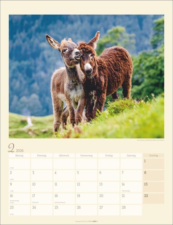 Produktbild Esel Kalender 2026 (30 x 39 cm, Deutsch)