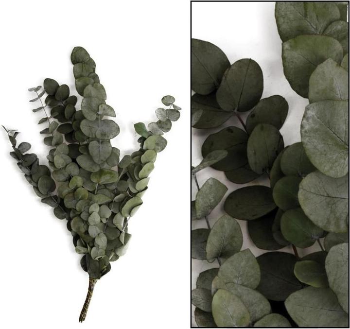 Image du produit Dijk Eucalyptus - Eucalyptus (Fleurs séchées)