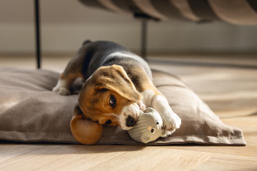 Actual product image Beeztees Latex Dog Toy Animalie (Puppy Toy)
