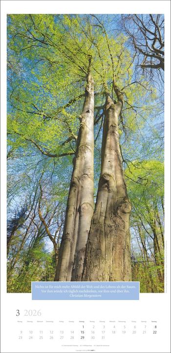 Produktbild Wunderwelt der Bäume Kalender 2026 (33 x 68 cm, Deutsch)