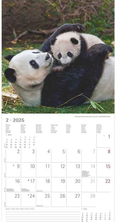 Produktbild Alpha Edition Tierbabys 2026 - Broschürenkalender 30x30 cm (30x60 geöffnet) - Kalender mit Platz für Notizen - (30 x 30 cm, Harter Einband, Niederländisch, Englisch)