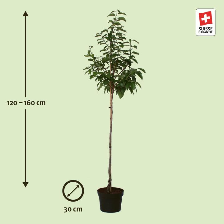 Produktbild Zulauf Kaki / Diospyros kaki 'Muscat' (120 cm)
